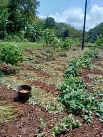 Curah Hujan Masih Tinggi, Petani Botodayaan Mulai Panen Kacang Tanah